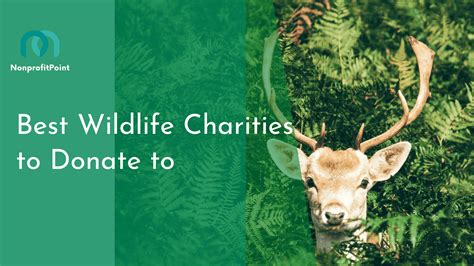 best wildlife conservation charities